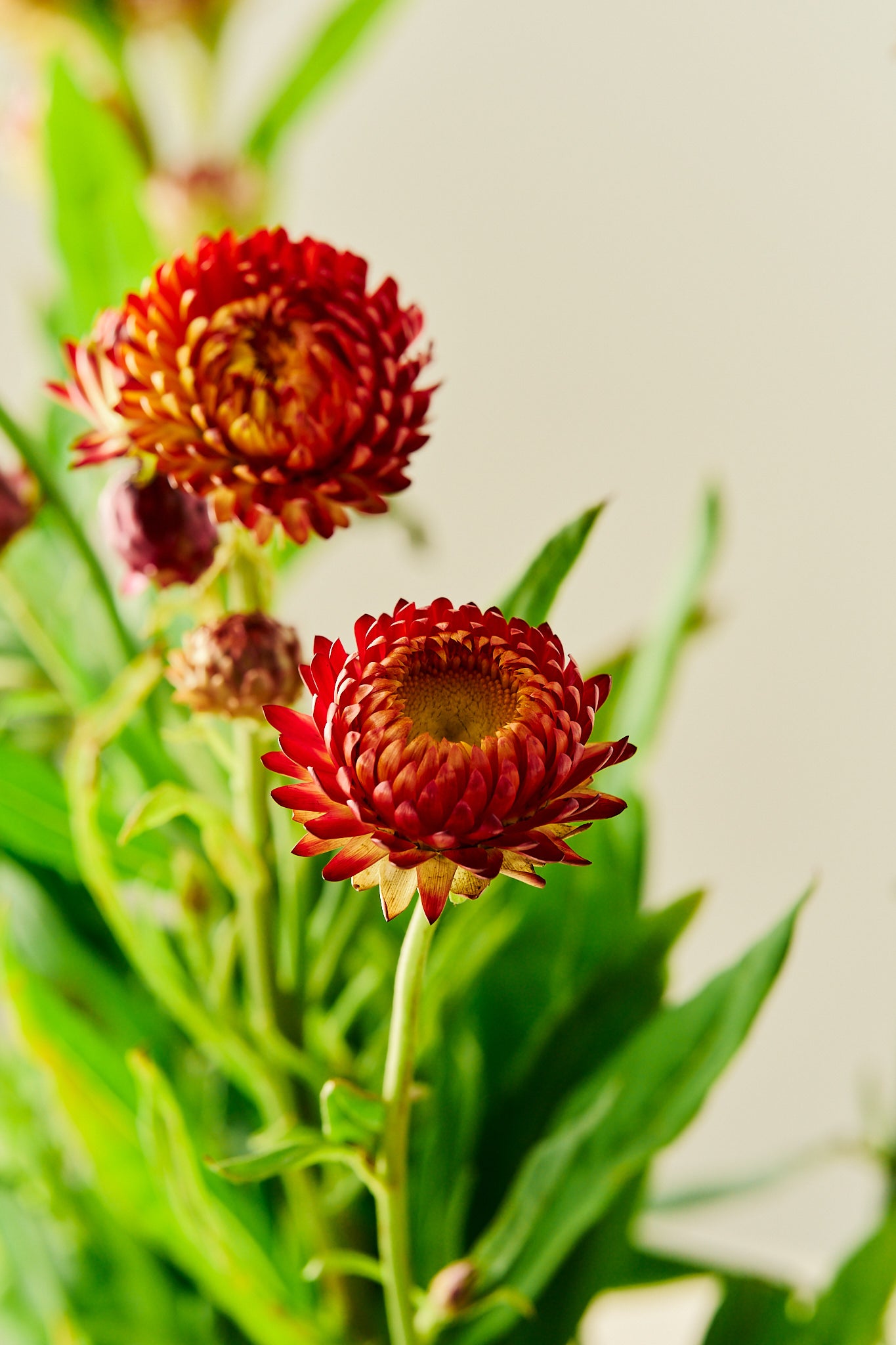 Evighedsblomst 'Copper Salmon Rose' - frø - 1-årige sommerblomster - til din skærehave her vist på billede 3 fra Frk. Grønt