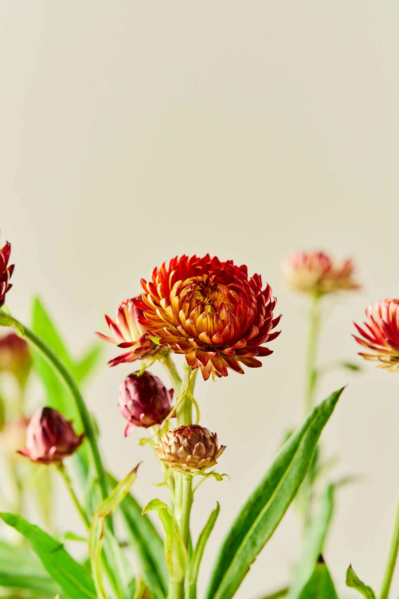 Evighedsblomst 'Copper Salmon Rose' - frø - 1-årige sommerblomster - til din skærehave her vist på billede 7 fra Frk. Grønt