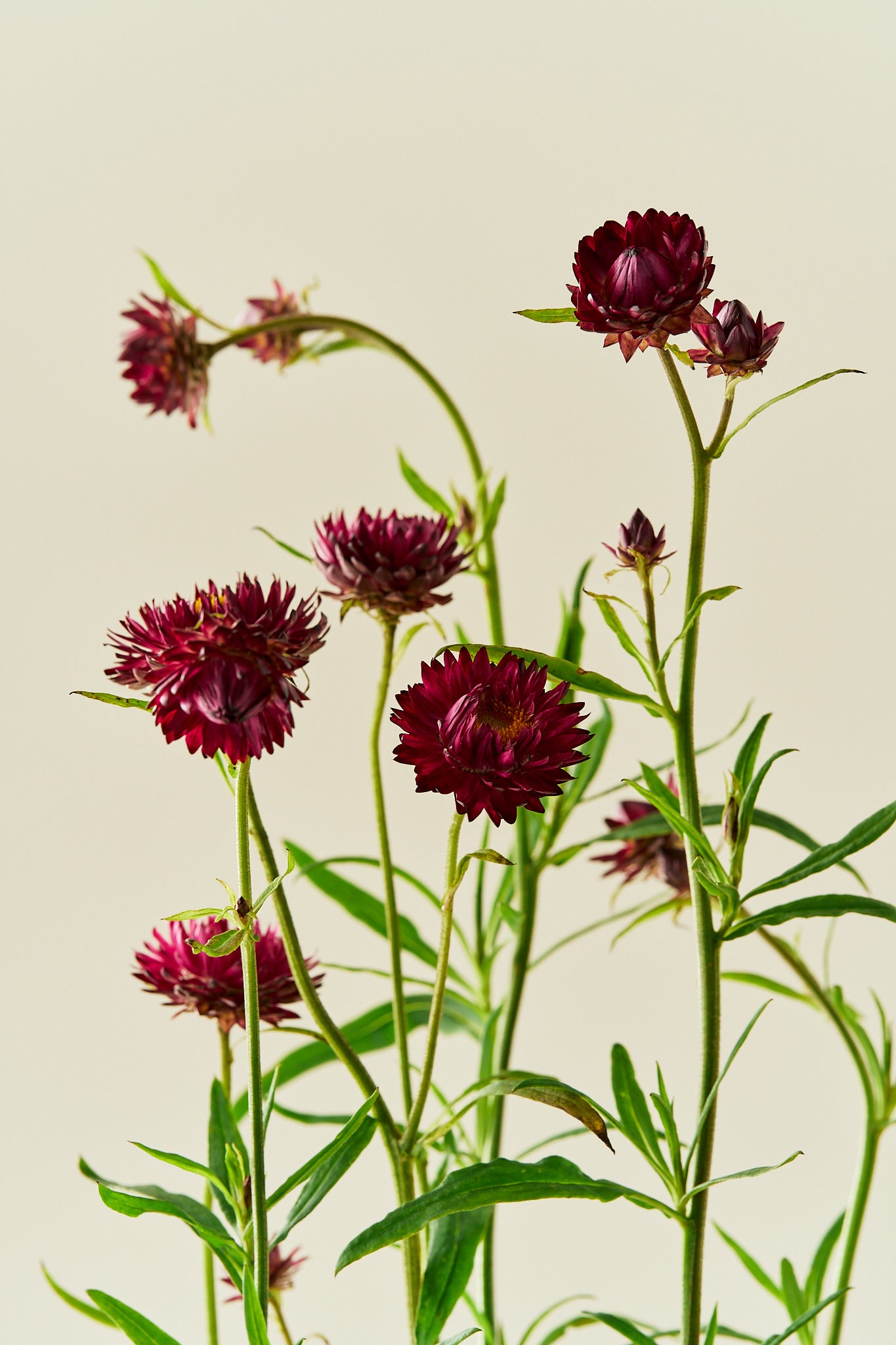 Evighedsblomst 'Purple' - frø - 1-årige sommerblomster - til din skærehave her vist på billede 1 fra Frk. Grønt