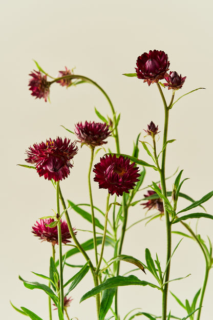 Evighedsblomst 'Purple' - frø - 1-årige sommerblomster - til din skærehave her vist på billede 1 fra Frk. Grønt