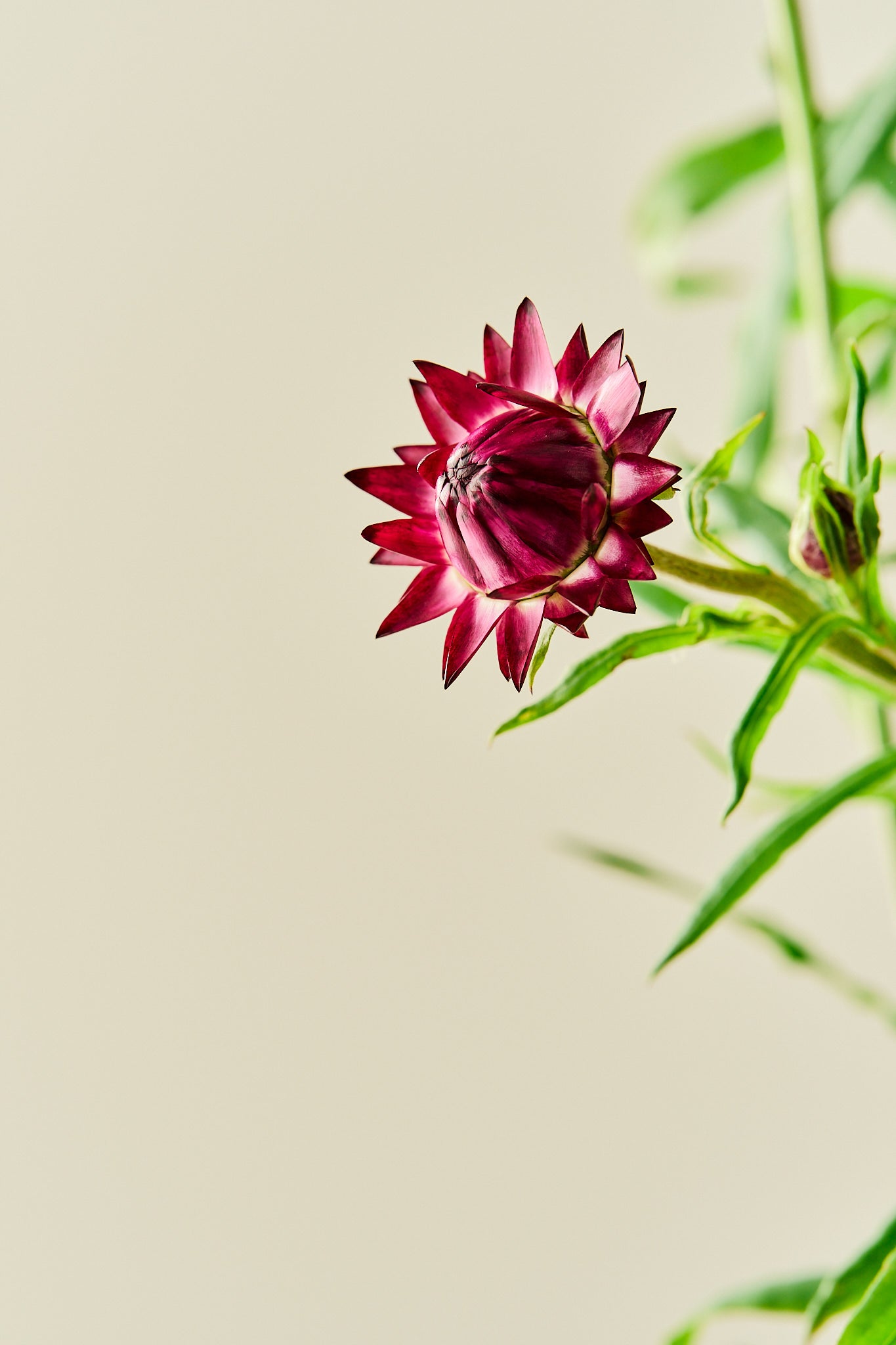 Evighedsblomst 'Purple' - frø - 1-årige sommerblomster - til din skærehave her vist på billede 10 fra Frk. Grønt