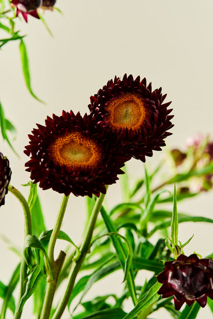 Evighedsblomst 'Purple' - frø - 1-årige sommerblomster - til din skærehave her vist på billede 11 fra Frk. Grønt