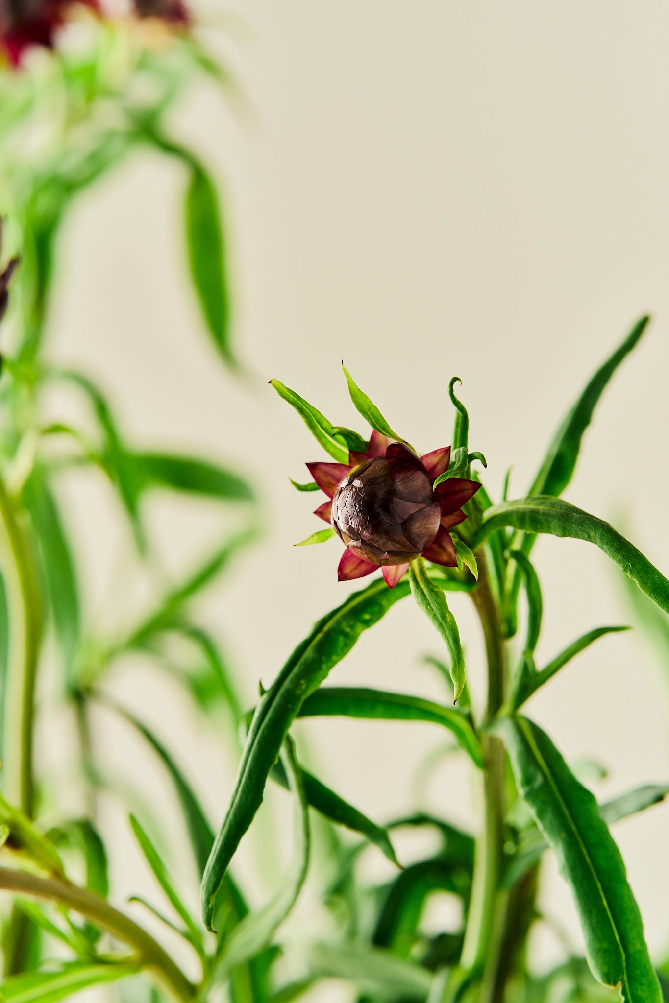 Evighedsblomst 'Purple' - frø - 1-årige sommerblomster - til din skærehave her vist på billede 14 fra Frk. Grønt