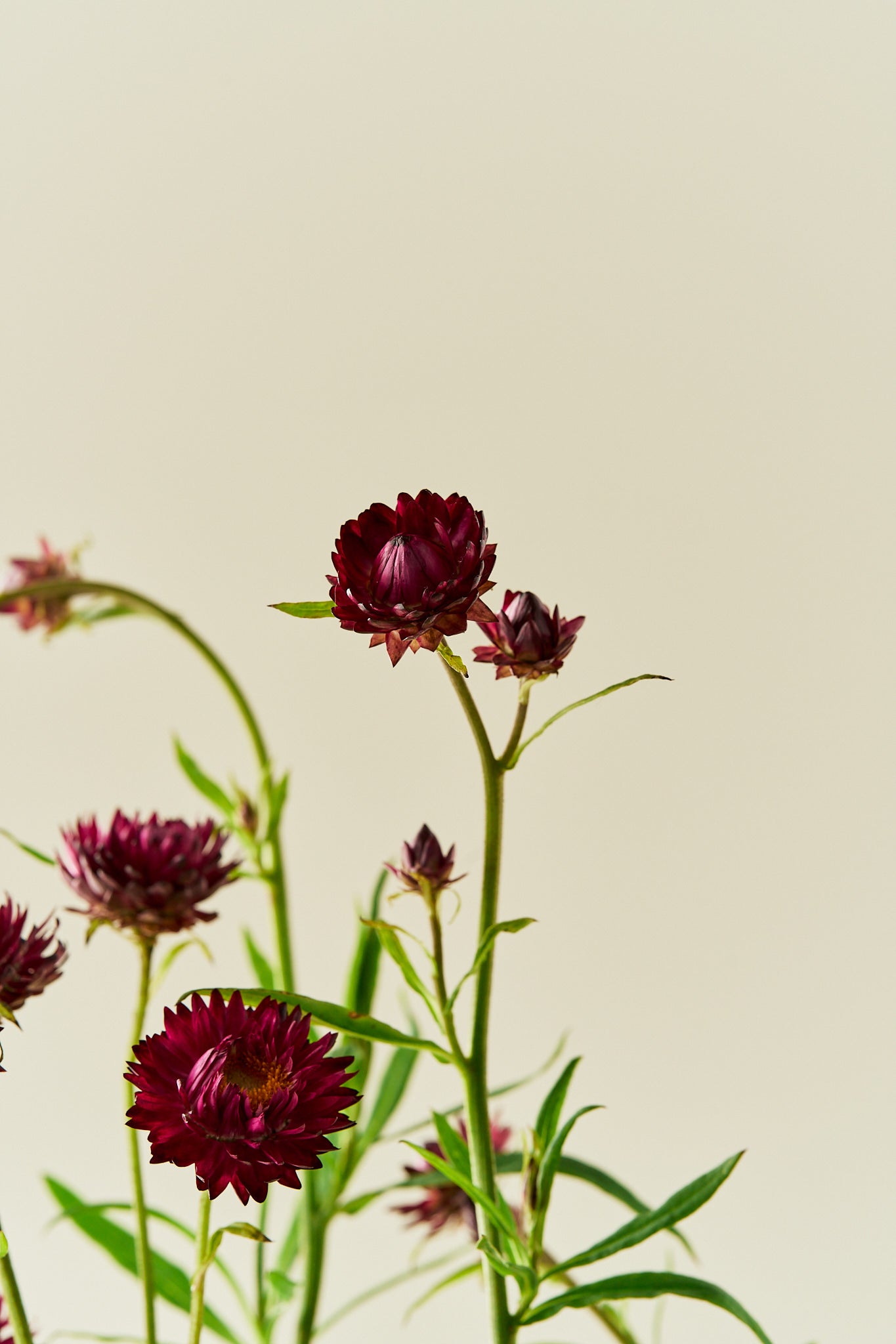 Evighedsblomst 'Purple' - frø - 1-årige sommerblomster - til din skærehave her vist på billede 5 fra Frk. Grønt