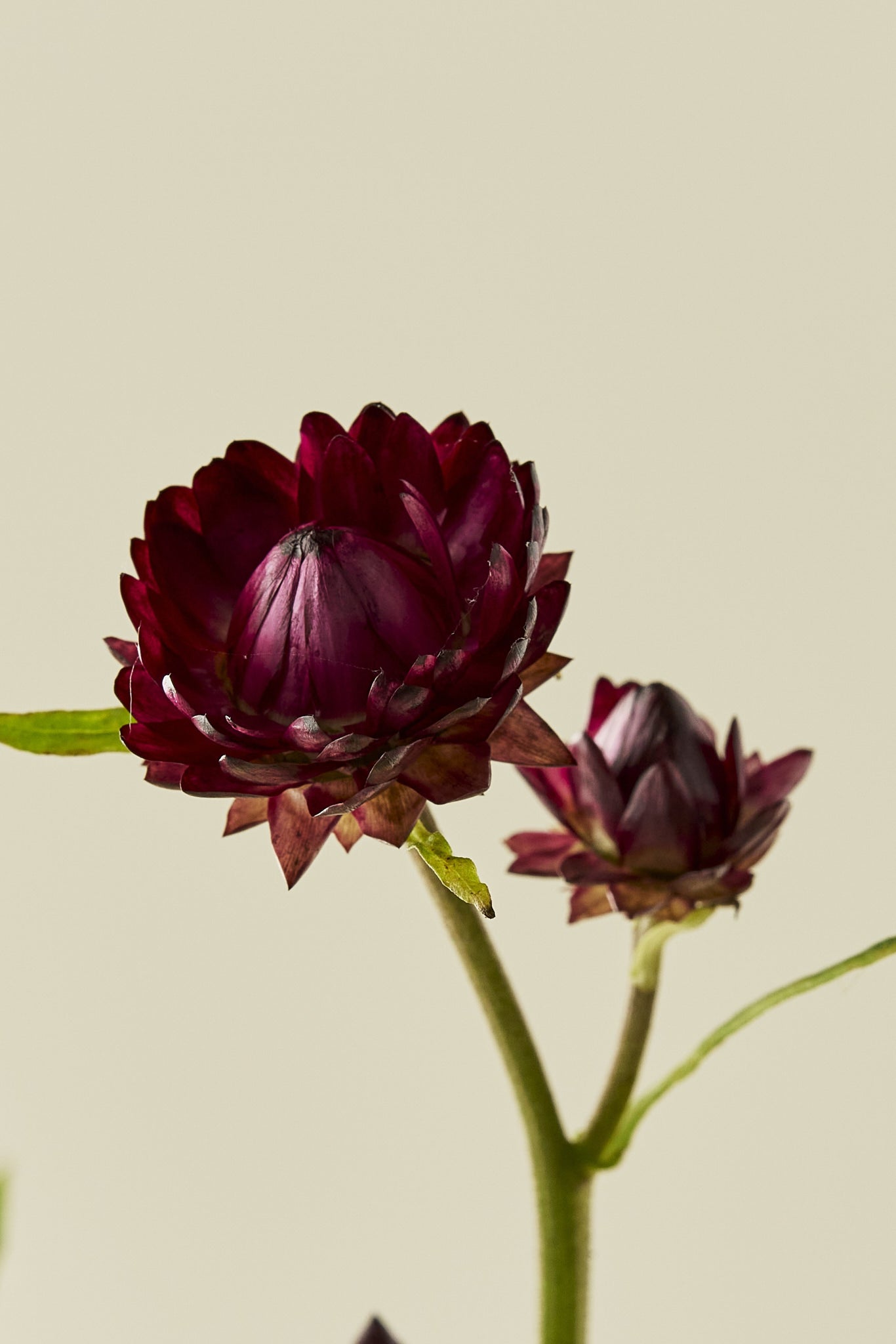 Evighedsblomst 'Purple' - frø - 1-årige sommerblomster - til din skærehave her vist på billede 6 fra Frk. Grønt