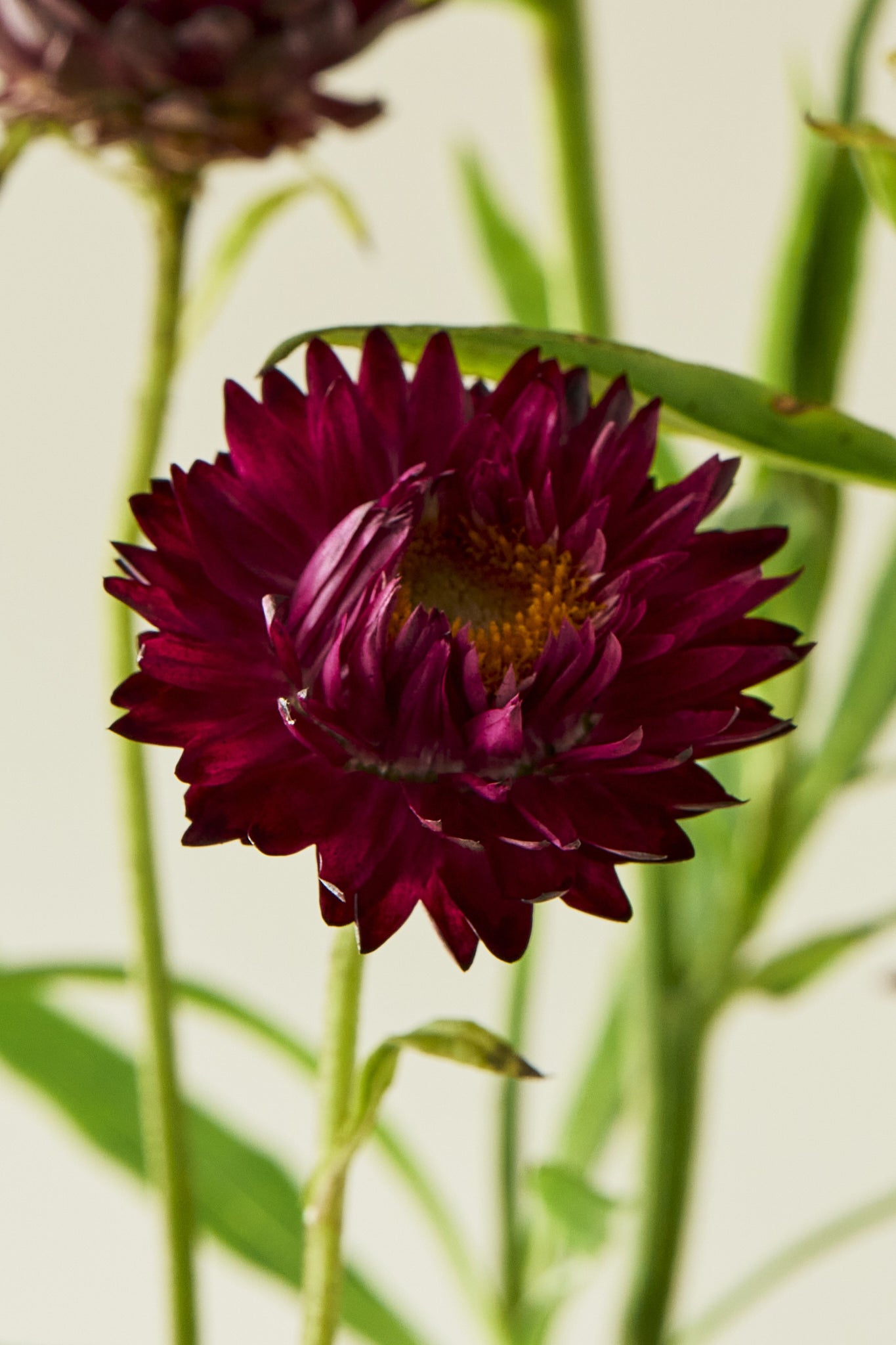 Evighedsblomst 'Purple' - frø - 1-årige sommerblomster - til din skærehave her vist på billede 7 fra Frk. Grønt