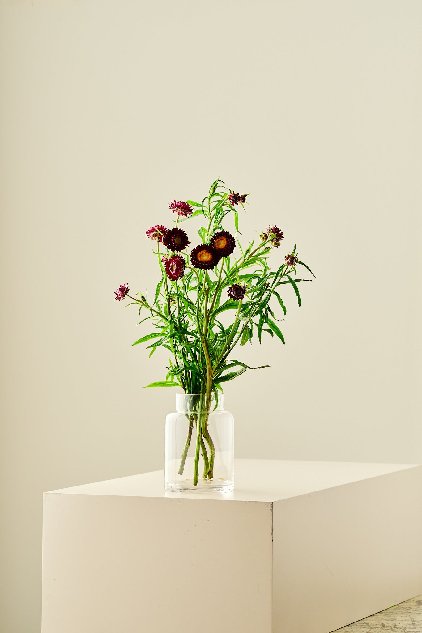 Evighedsblomst 'Purple' - frø - 1-årige sommerblomster - til din skærehave her vist på billede 8 fra Frk. Grønt