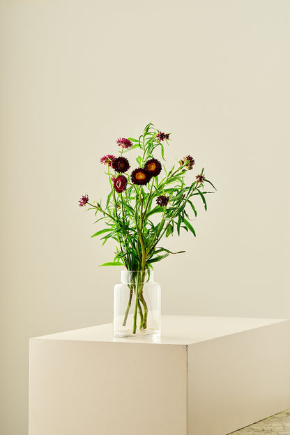 Evighedsblomst 'Purple' - frø - 1-årige sommerblomster - til din skærehave her vist på billede 8 fra Frk. Grønt