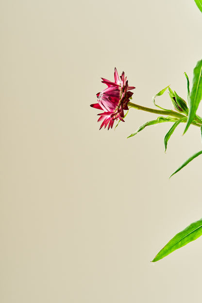 Evighedsblomst 'Purple' - frø - 1-årige sommerblomster - til din skærehave her vist på billede 9 fra Frk. Grønt
