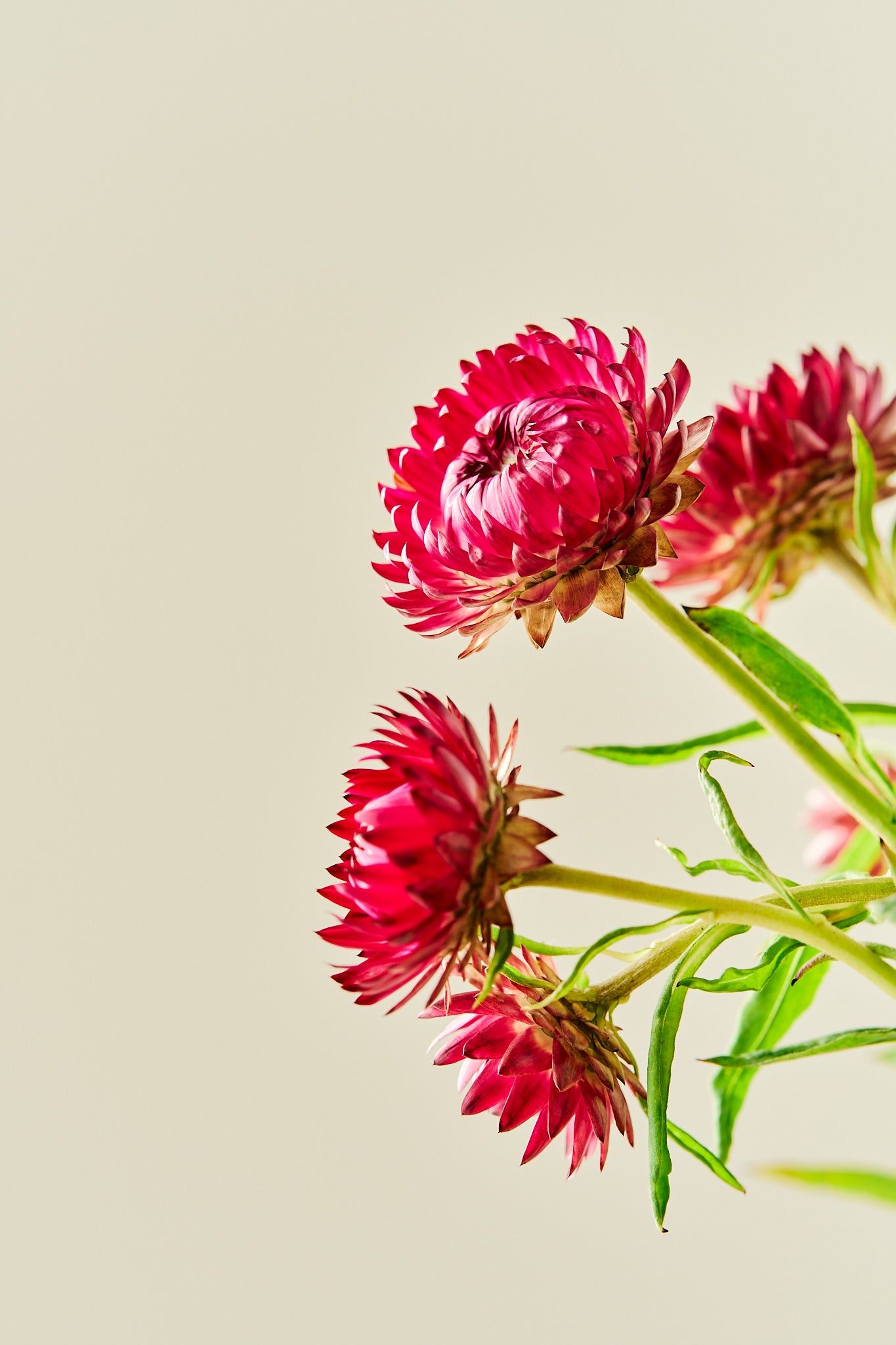 Evighedsblomst 'Rose' - frø - 1-årige sommerblomster - til din skærehave her vist på billede 2 fra Frk. Grønt