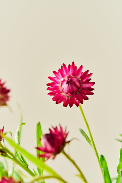 Evighedsblomst 'Rose' - frø - 1-årige sommerblomster - til din skærehave her vist på billede 3 fra Frk. Grønt