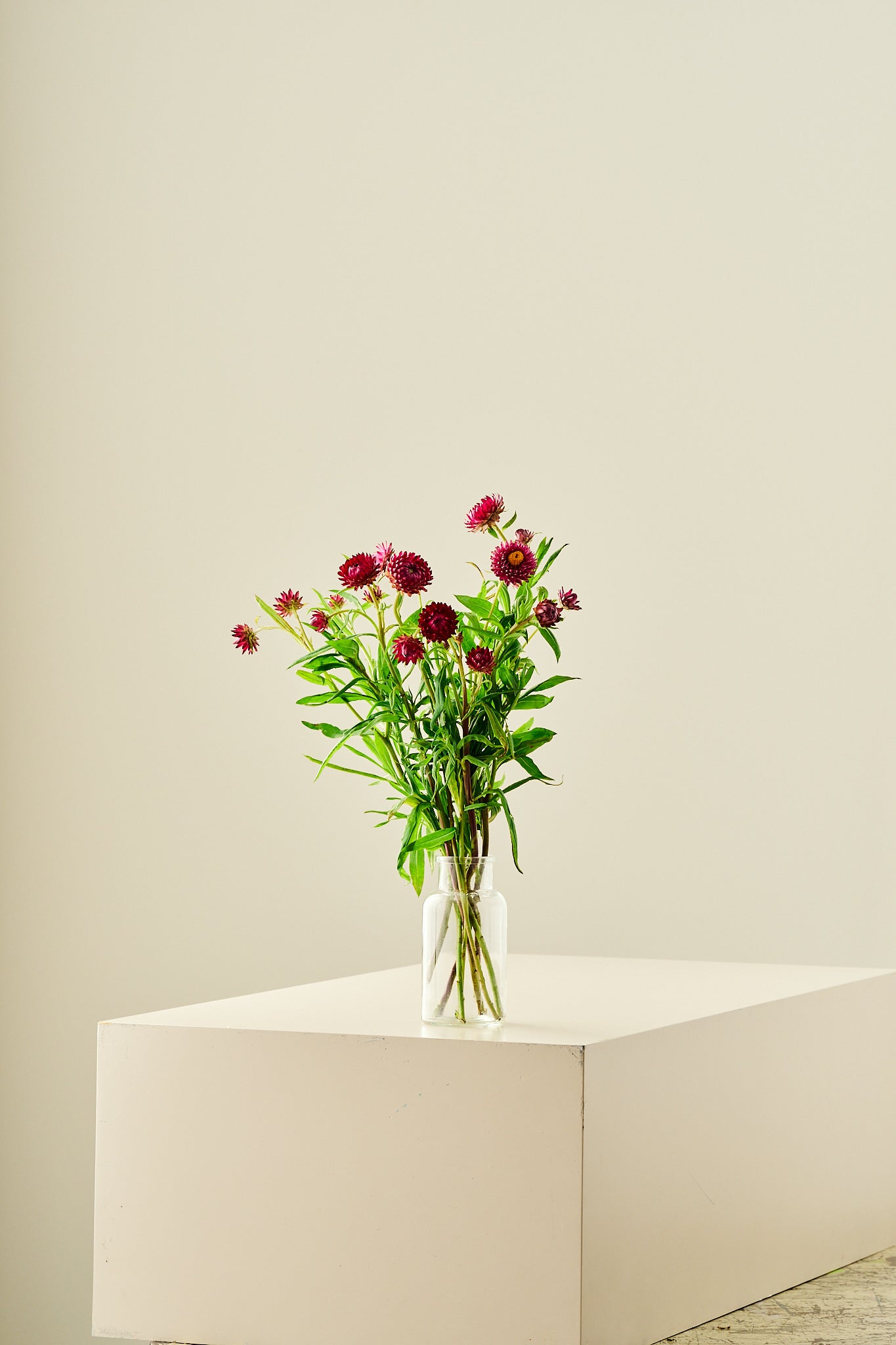 Evighedsblomst 'Rose' - frø - 1-årige sommerblomster - til din skærehave her vist på billede 7 fra Frk. Grønt