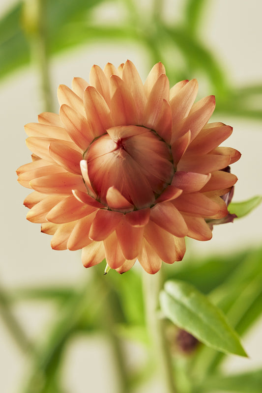 Evighedsblomst 'Salmon Rose' - frø - 1-årige sommerblomster - til din skærehave her vist på billede 1 fra Frk. Grønt