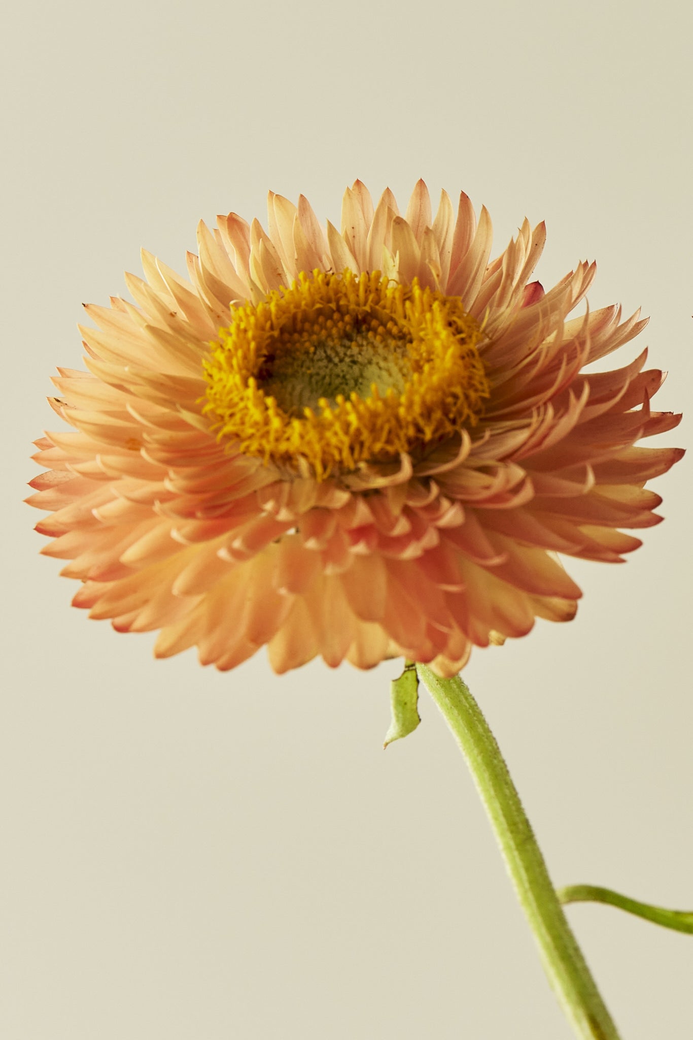 Evighedsblomst 'Salmon Rose' - frø - 1-årige sommerblomster - til din skærehave her vist på billede 10 fra Frk. Grønt