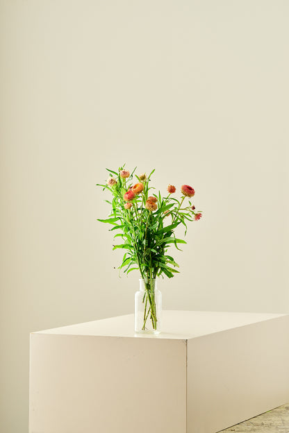 Evighedsblomst 'Salmon Rose' - frø - 1-årige sommerblomster - til din skærehave her vist på billede 11 fra Frk. Grønt