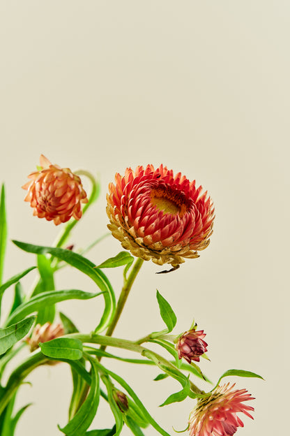 Evighedsblomst 'Salmon Rose' - frø - 1-årige sommerblomster - til din skærehave her vist på billede 12 fra Frk. Grønt
