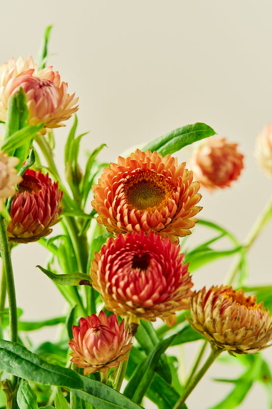 Evighedsblomst 'Salmon Rose' - frø - 1-årige sommerblomster - til din skærehave her vist på billede 2 fra Frk. Grønt