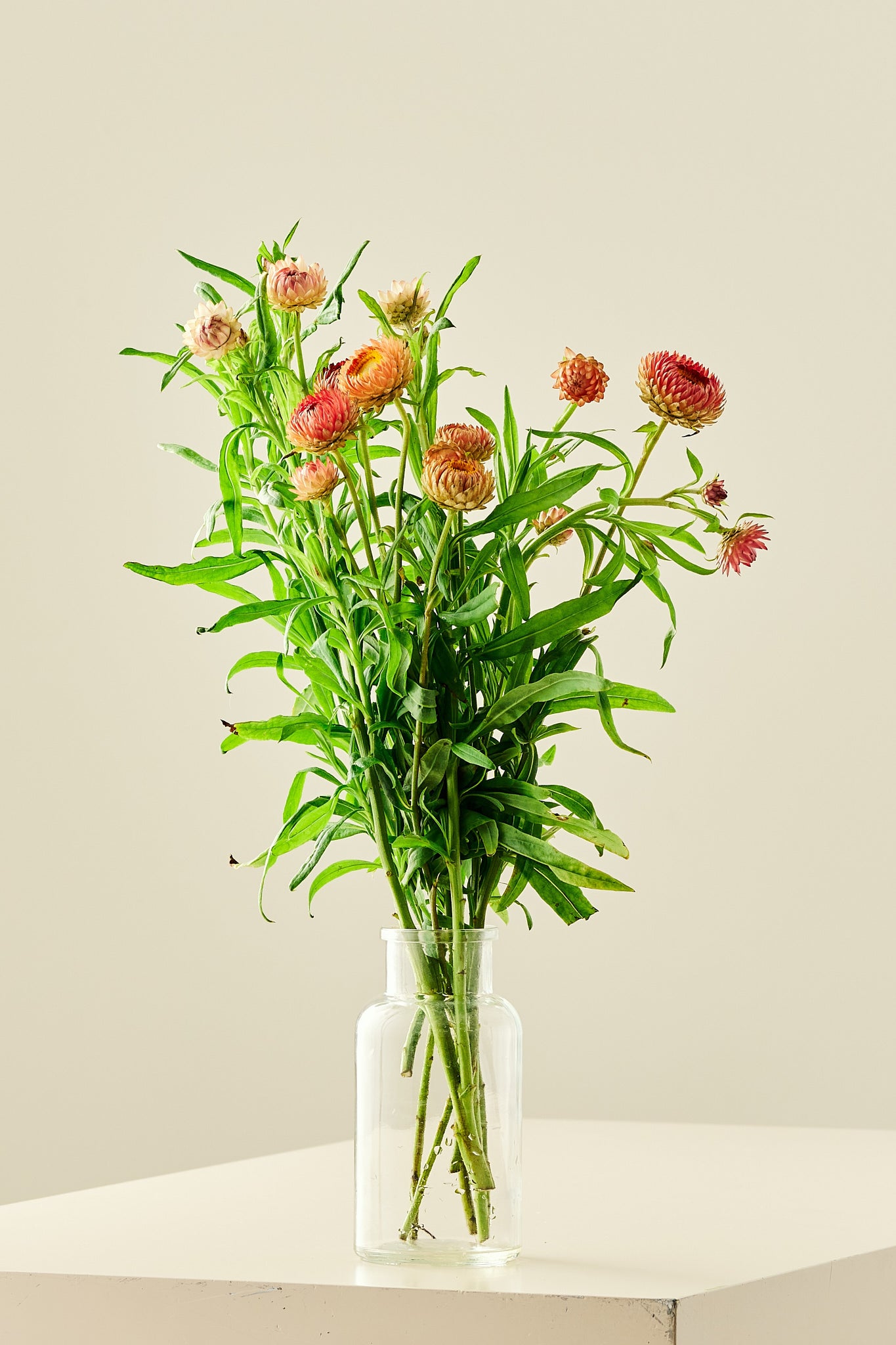 Evighedsblomst 'Salmon Rose' - frø - 1-årige sommerblomster - til din skærehave her vist på billede 3 fra Frk. Grønt