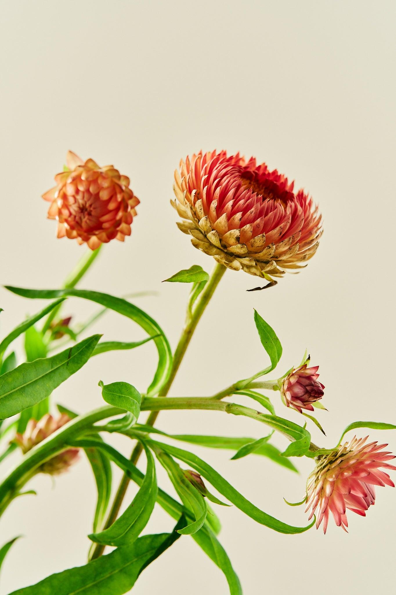 Evighedsblomst 'Salmon Rose' - frø - 1-årige sommerblomster - til din skærehave her vist på billede 4 fra Frk. Grønt