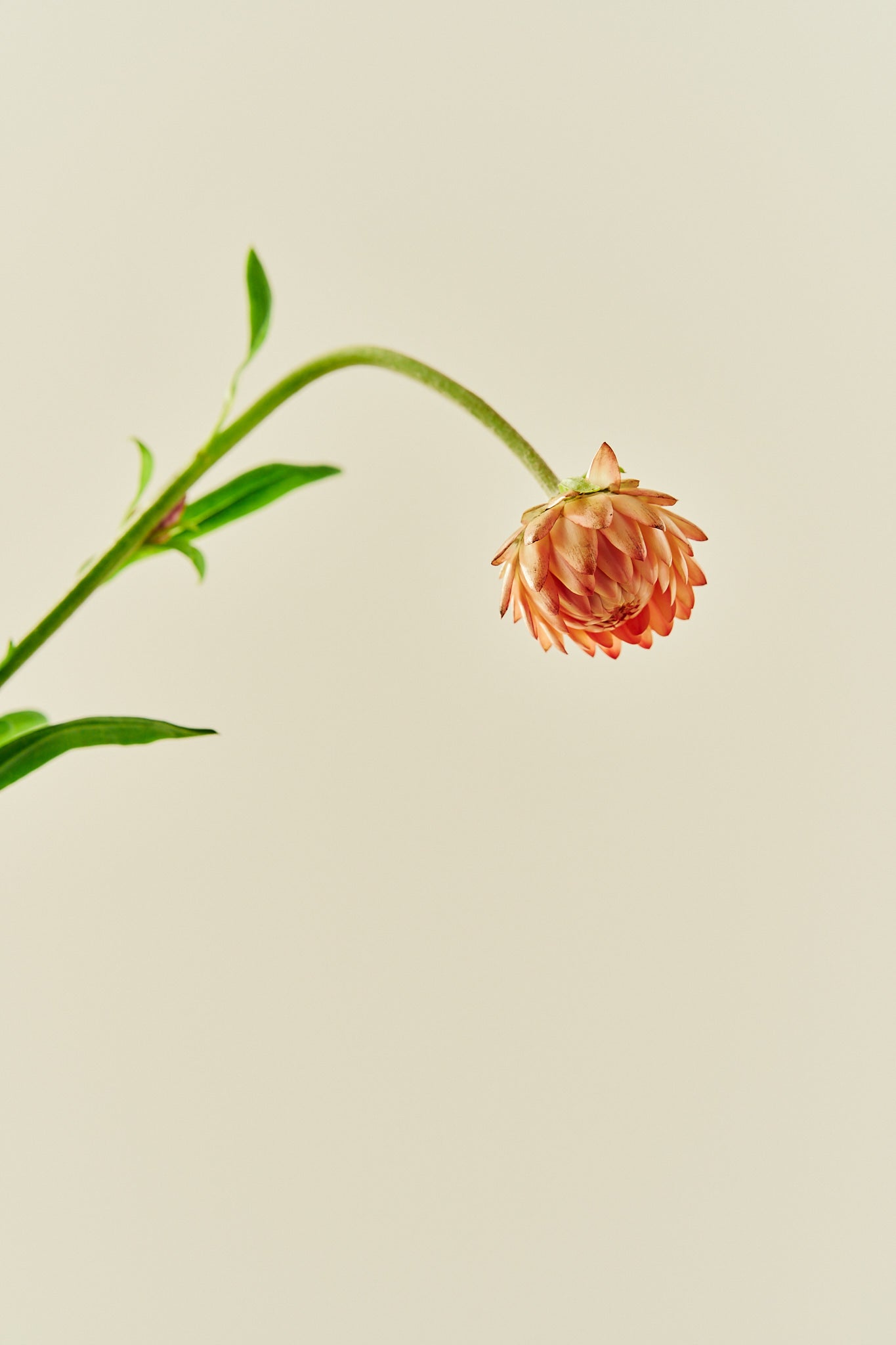 Evighedsblomst 'Salmon Rose' - frø - 1-årige sommerblomster - til din skærehave her vist på billede 5 fra Frk. Grønt