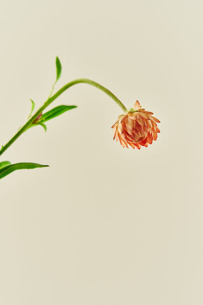 Evighedsblomst 'Salmon Rose' - frø - 1-årige sommerblomster - til din skærehave her vist på billede 5 fra Frk. Grønt