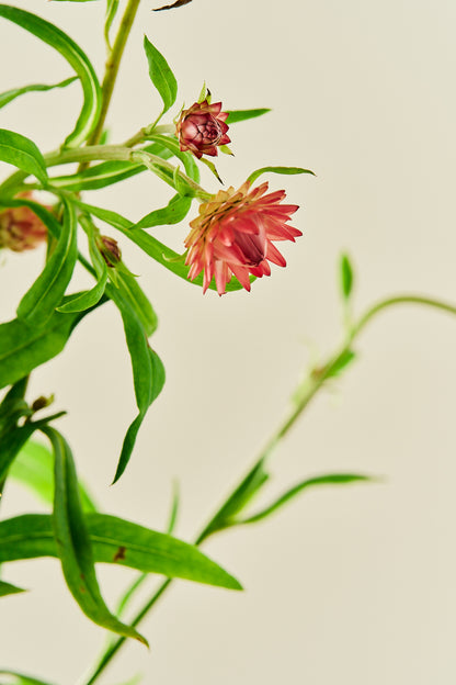 Evighedsblomst 'Salmon Rose' - frø - 1-årige sommerblomster - til din skærehave her vist på billede 6 fra Frk. Grønt