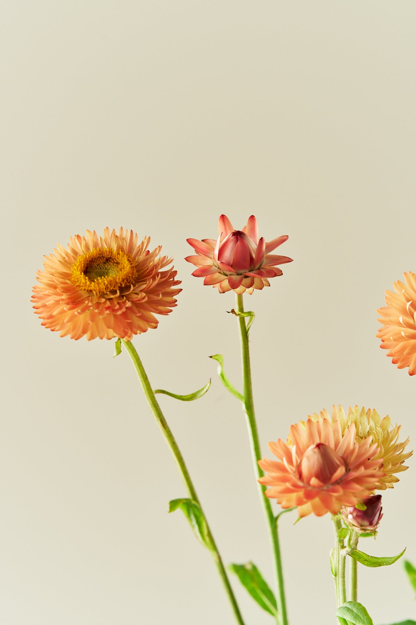 Evighedsblomst 'Salmon Rose' - frø - 1-årige sommerblomster - til din skærehave her vist på billede 7 fra Frk. Grønt