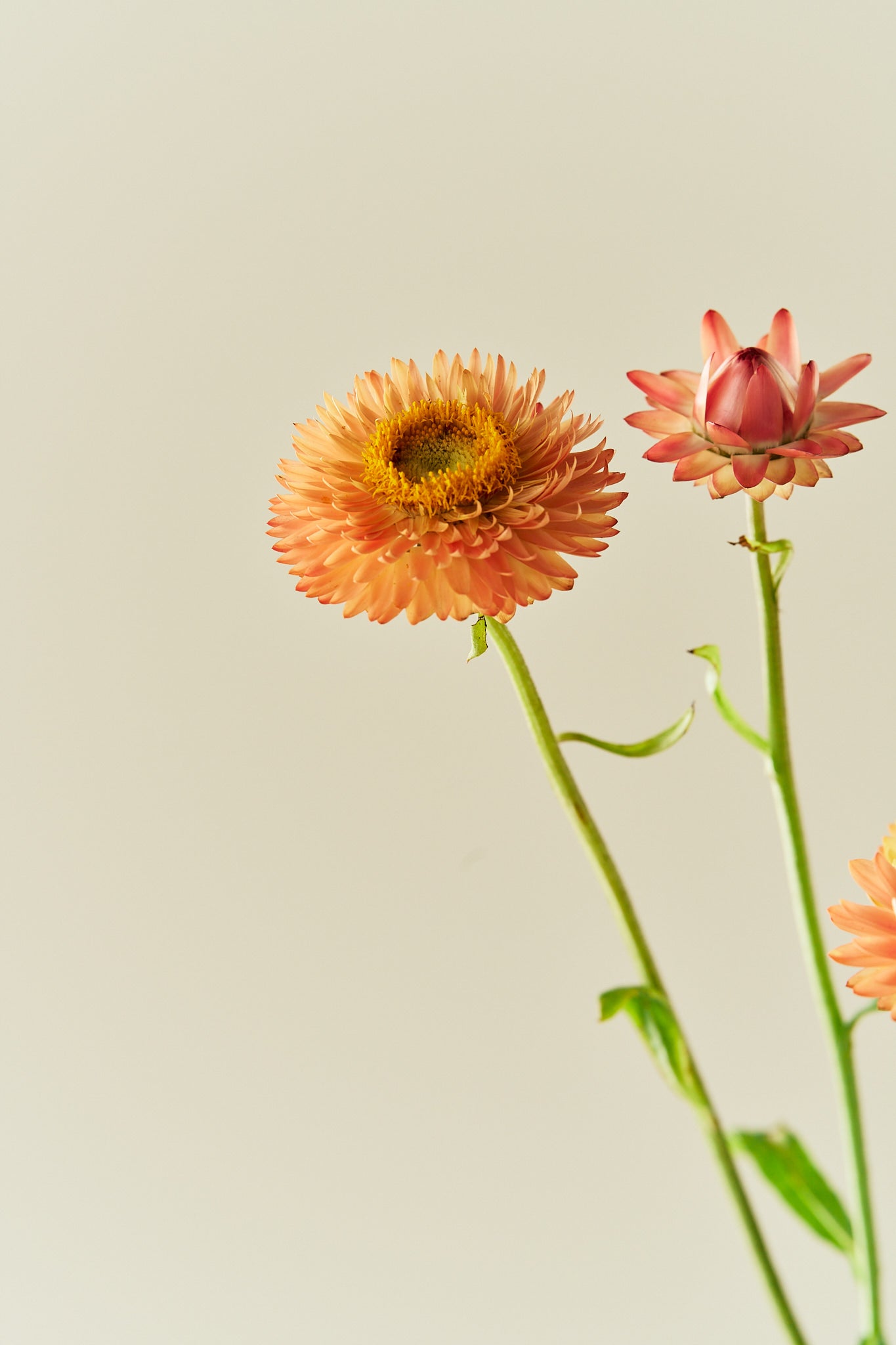 Evighedsblomst 'Salmon Rose' - frø - 1-årige sommerblomster - til din skærehave her vist på billede 8 fra Frk. Grønt