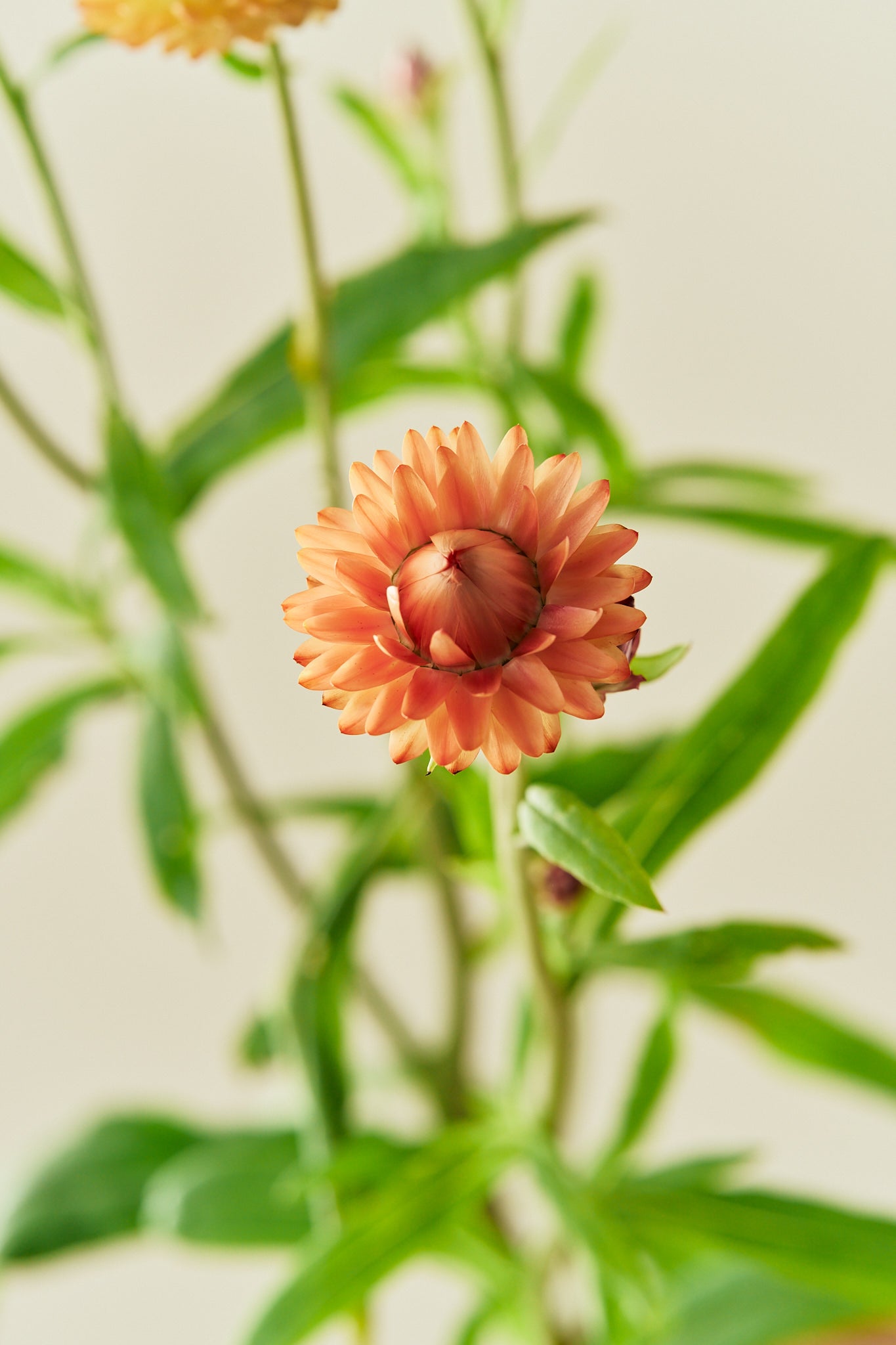 Evighedsblomst 'Salmon Rose' - frø - 1-årige sommerblomster - til din skærehave her vist på billede 9 fra Frk. Grønt