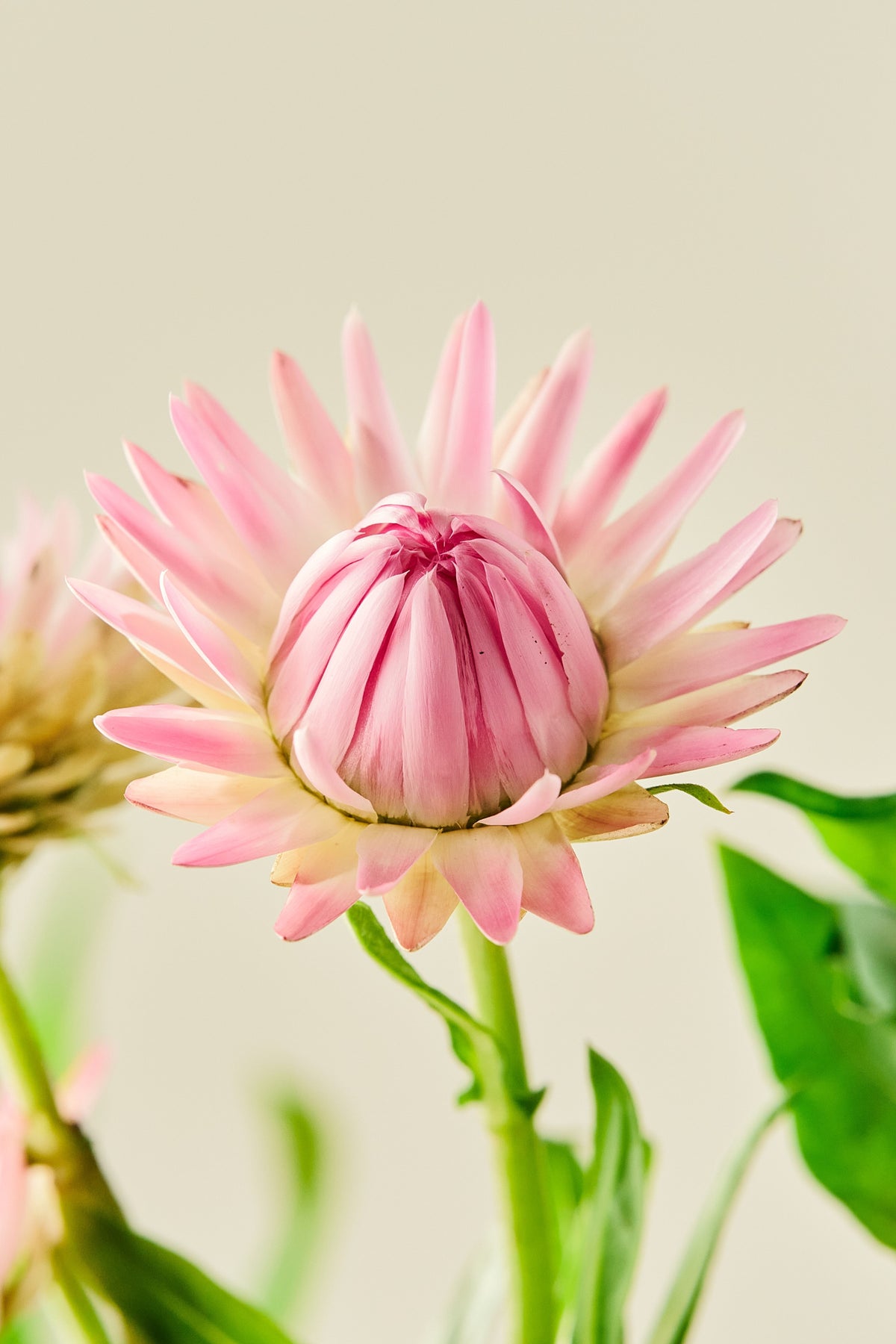Evighedsblomst 'Silvery Rose' - frø - 1-årige sommerblomster - til din skærehave her vist på billede 1 fra Frk. Grønt