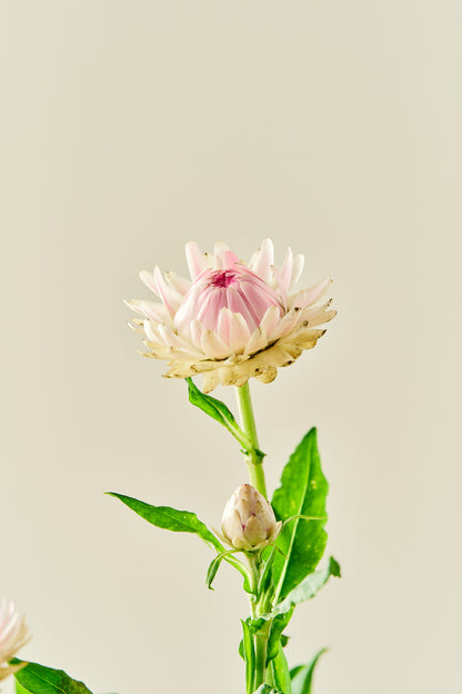 Evighedsblomst 'Silvery Rose' - frø - 1-årige sommerblomster - til din skærehave her vist på billede 4 fra Frk. Grønt