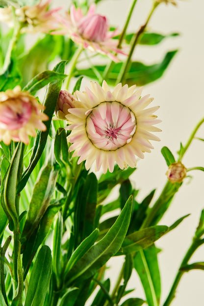 Evighedsblomst 'Silvery Rose' - frø - 1-årige sommerblomster - til din skærehave her vist på billede 5 fra Frk. Grønt