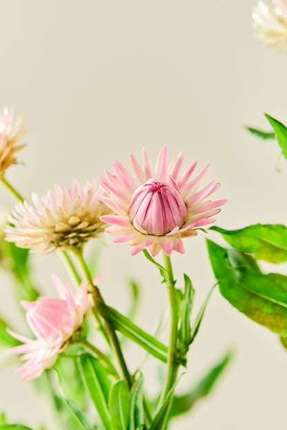 Evighedsblomst 'Silvery Rose' - frø - 1-årige sommerblomster - til din skærehave her vist på billede 6 fra Frk. Grønt