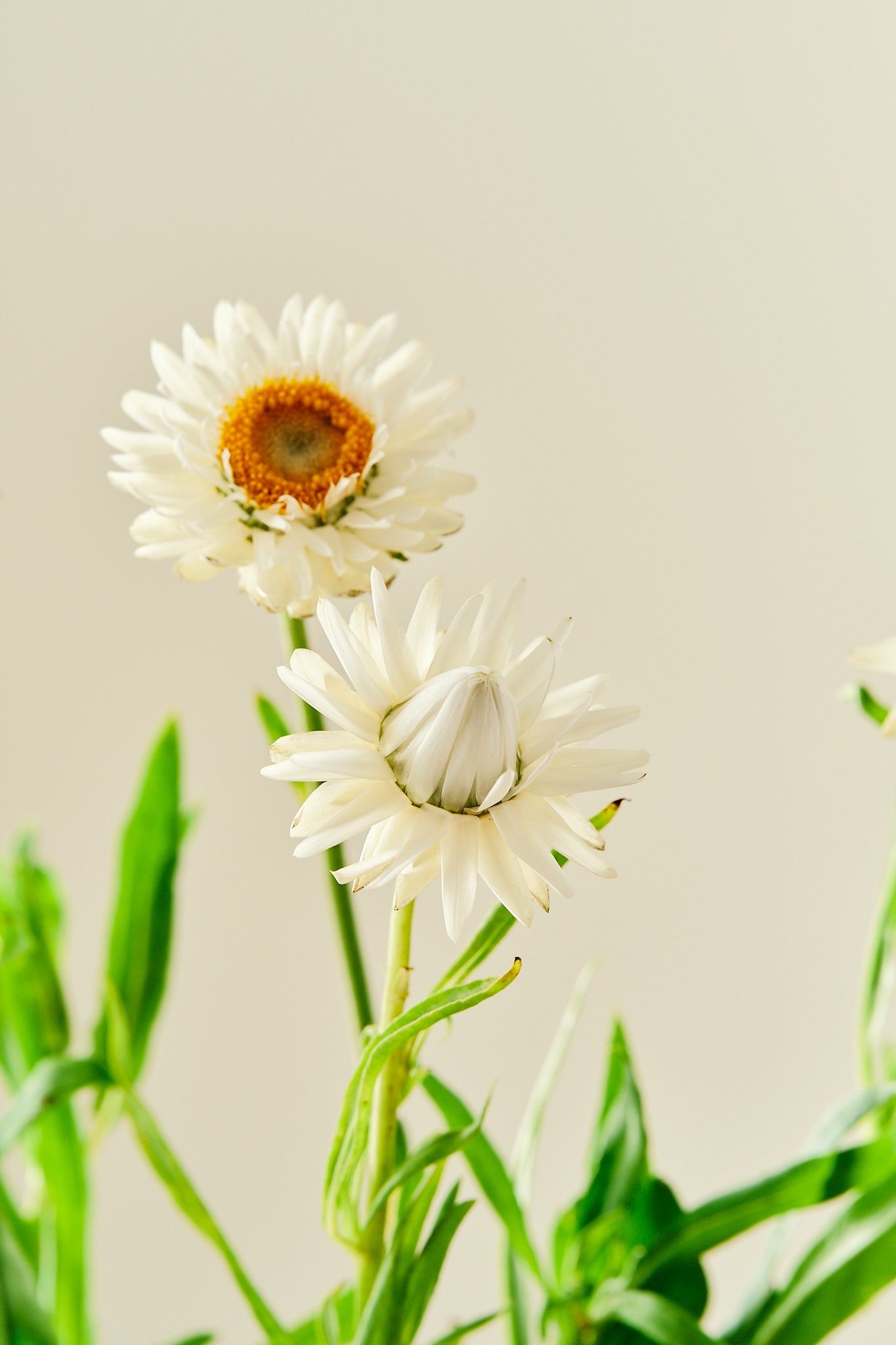 Evighedsblomst 'Silvery White' - frø - 1-årige sommerblomster - til din skærehave her vist på billede 1 fra Frk. Grønt