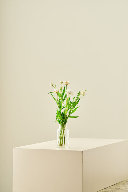 Evighedsblomst 'Silvery White' - frø - 1-årige sommerblomster - til din skærehave her vist på billede 4 fra Frk. Grønt