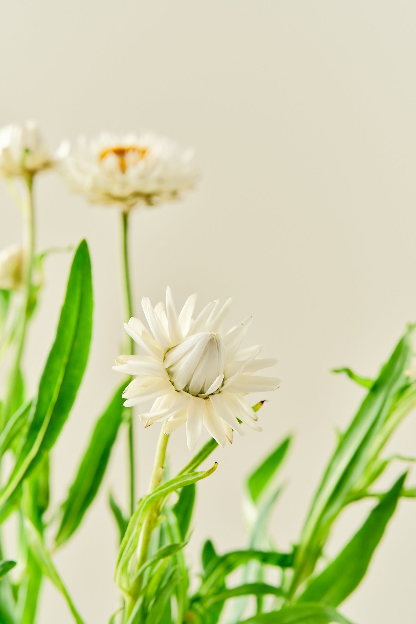Evighedsblomst 'Silvery White' - frø - 1-årige sommerblomster - til din skærehave her vist på billede 5 fra Frk. Grønt