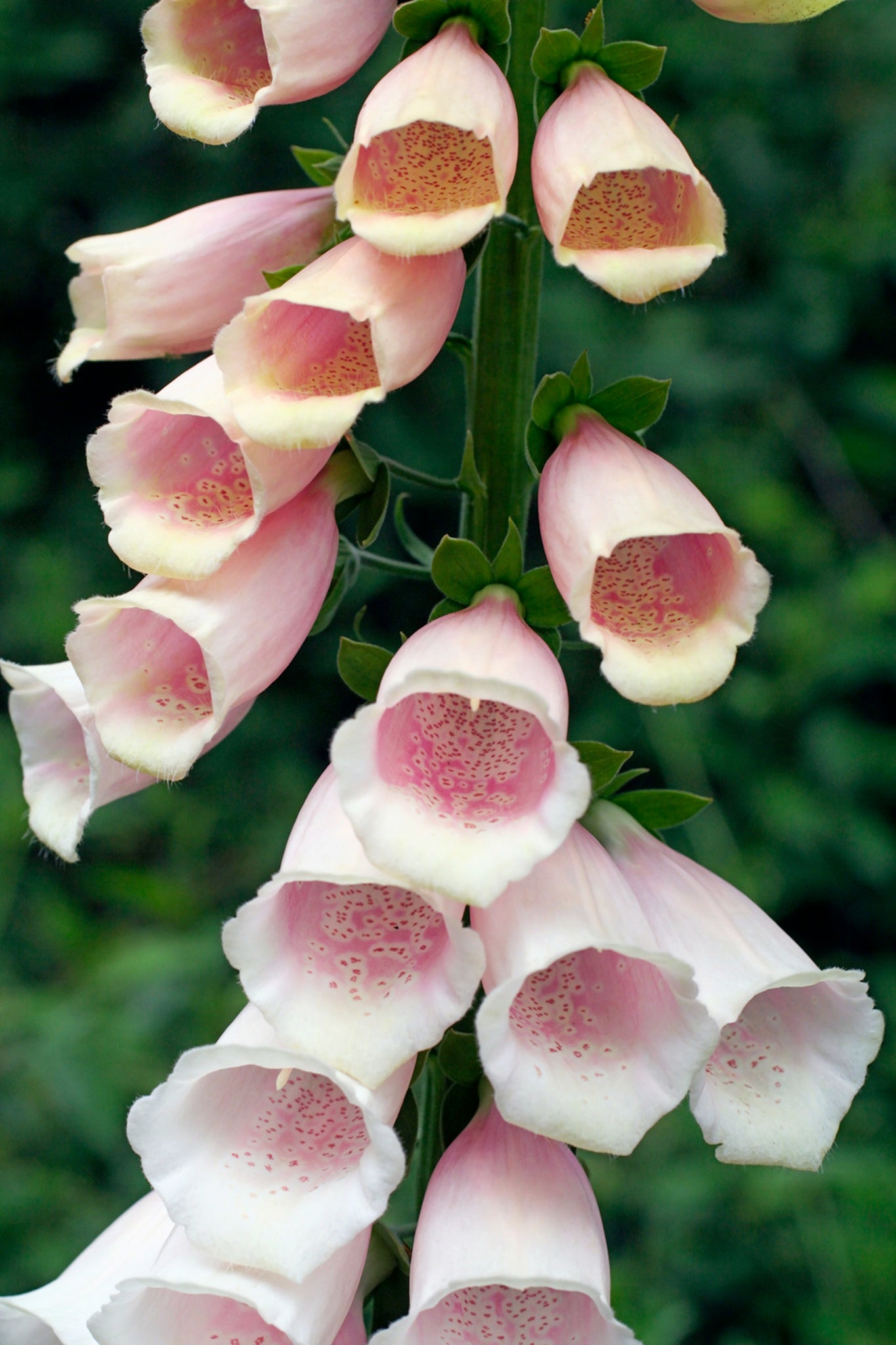 Fingerbøl 'Apricot' - frø - 2-årige sommerblomster - til din skærehave her vist på billede 1 fra Frk. Grønt
