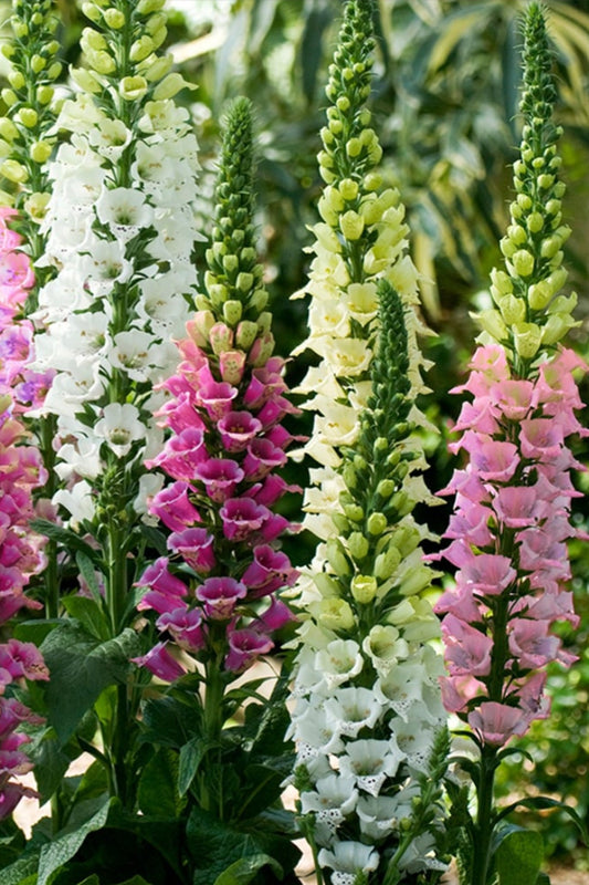 Fingerbøl 'Candy Mountain Mix - frø - 2-årige sommerblomster - til din skærehave her vist på billede 1 fra Frk. Grønt