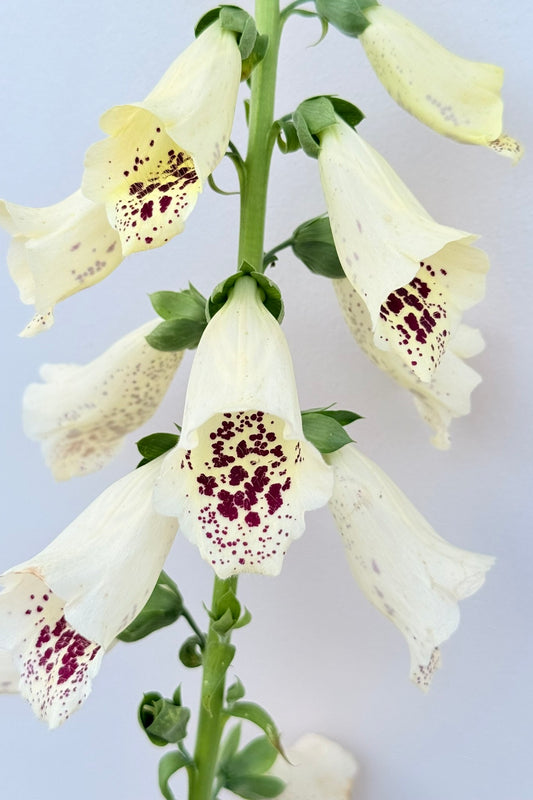 Fingerbøl 'Dalmantian Creme' - frø - 2-årige sommerblomster - til din skærehave her vist på billede 1 fra Frk. Grønt