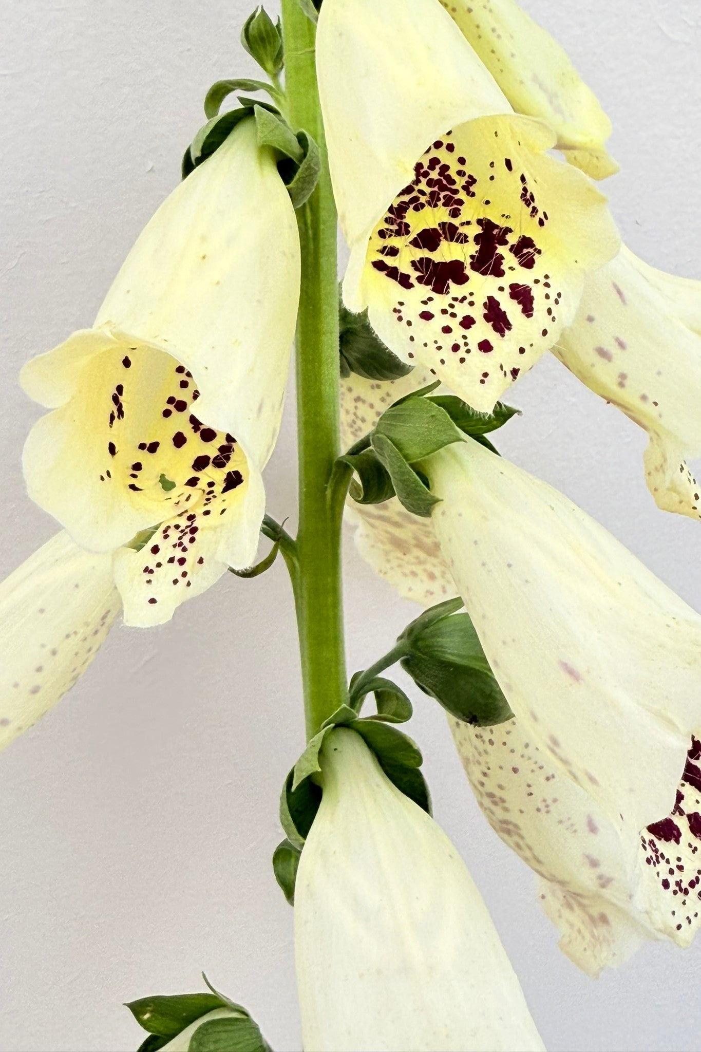 Fingerbøl 'Dalmantian Creme' - frø - 2-årige sommerblomster - til din skærehave her vist på billede 2 fra Frk. Grønt
