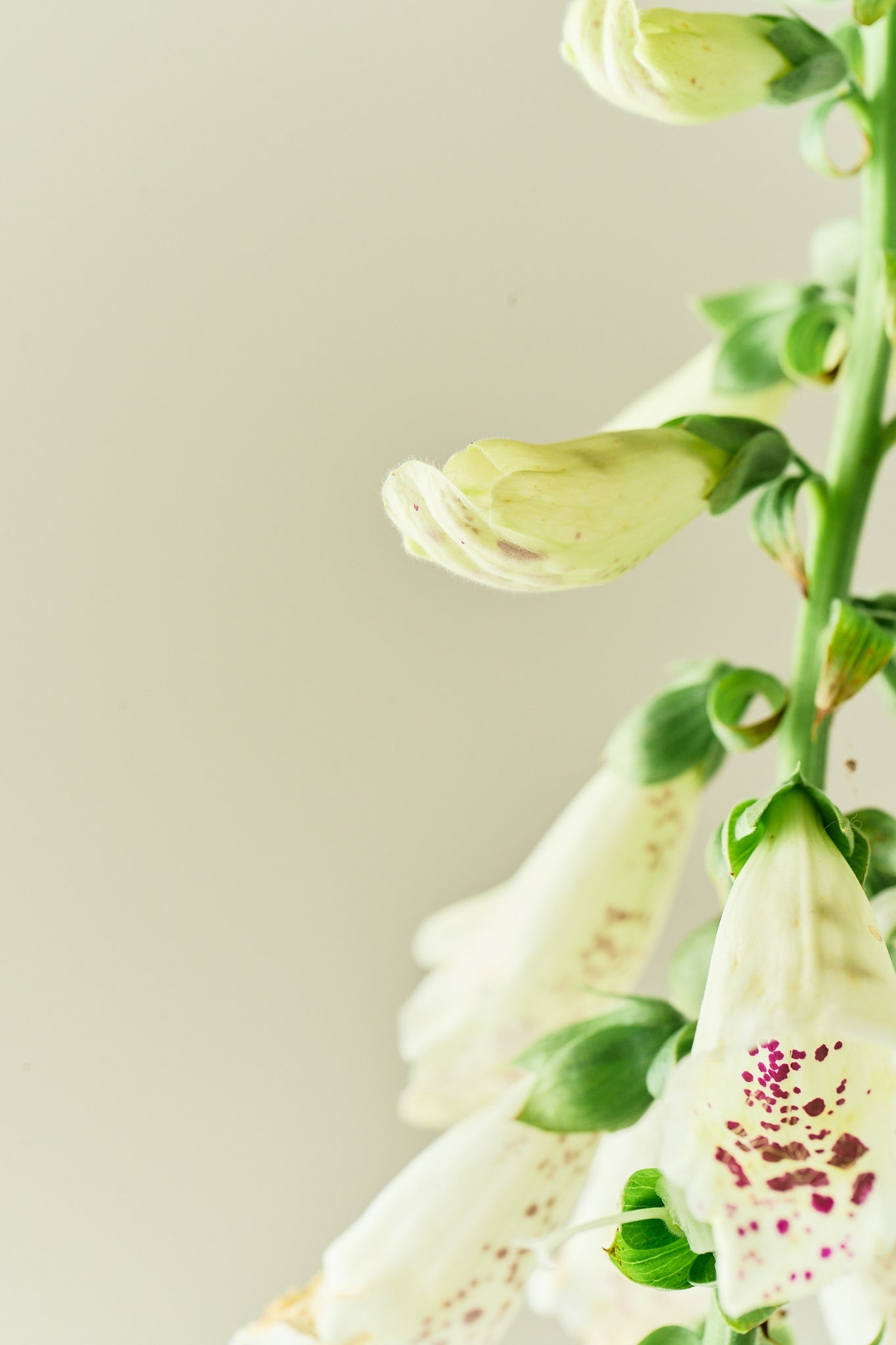 Fingerbøl 'Dalmantian Creme' - frø - 2-årige sommerblomster - til din skærehave her vist på billede 3 fra Frk. Grønt