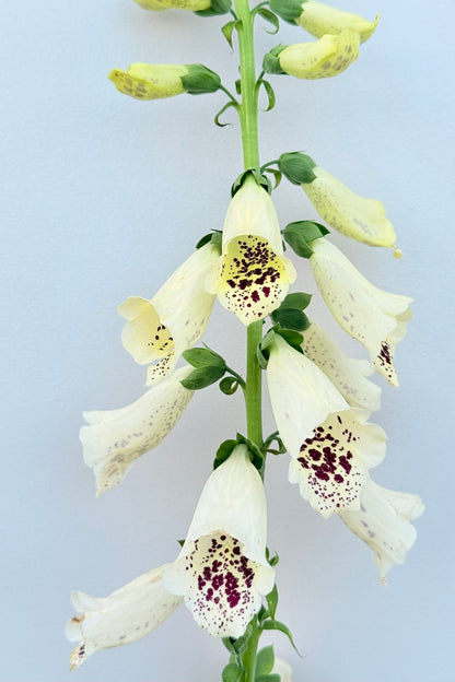 Fingerbøl 'Dalmantian Creme' - frø - 2-årige sommerblomster - til din skærehave her vist på billede 4 fra Frk. Grønt