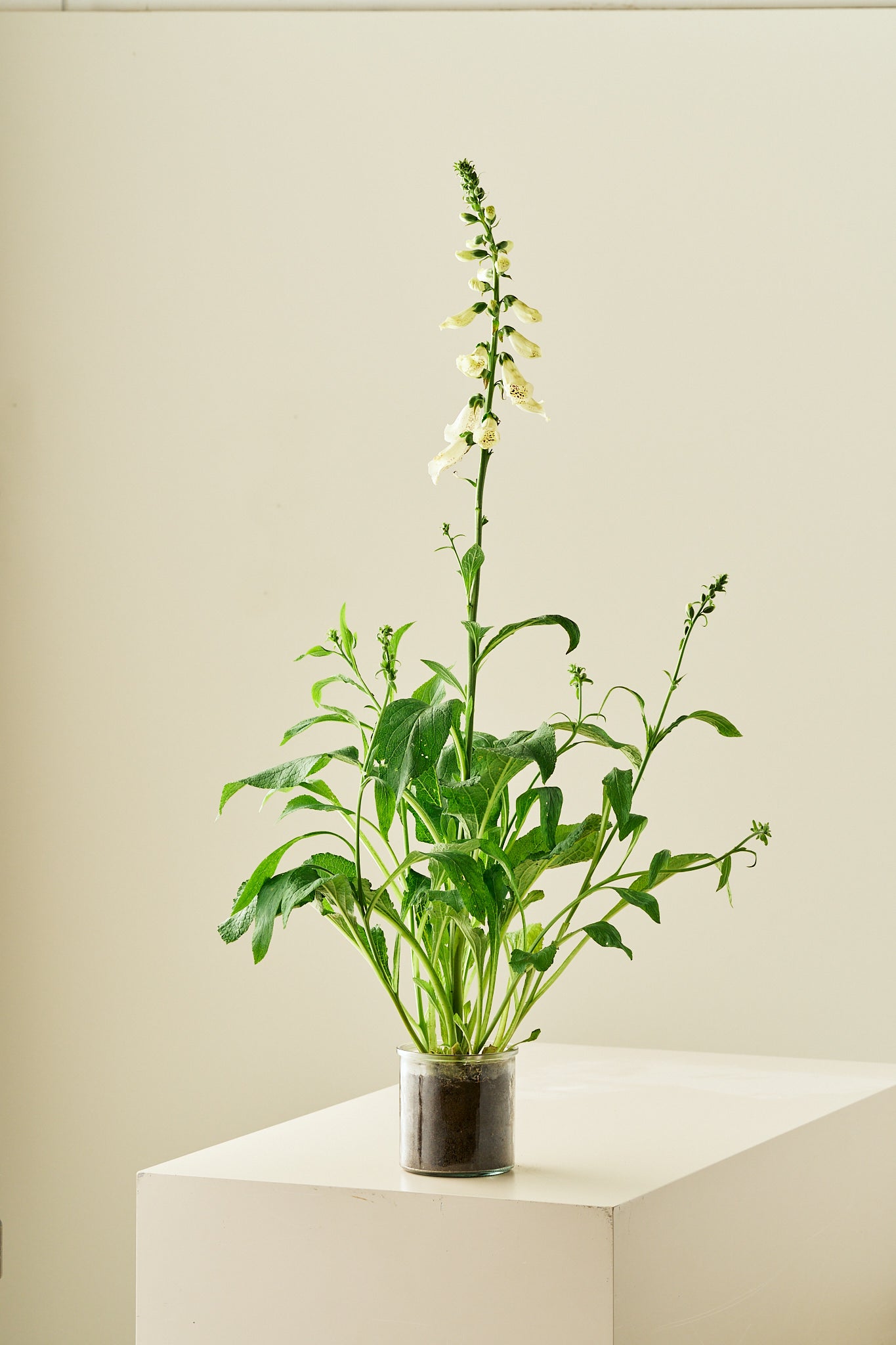 Fingerbøl 'Dalmantian Creme' - frø - 2-årige sommerblomster - til din skærehave her vist på billede 5 fra Frk. Grønt
