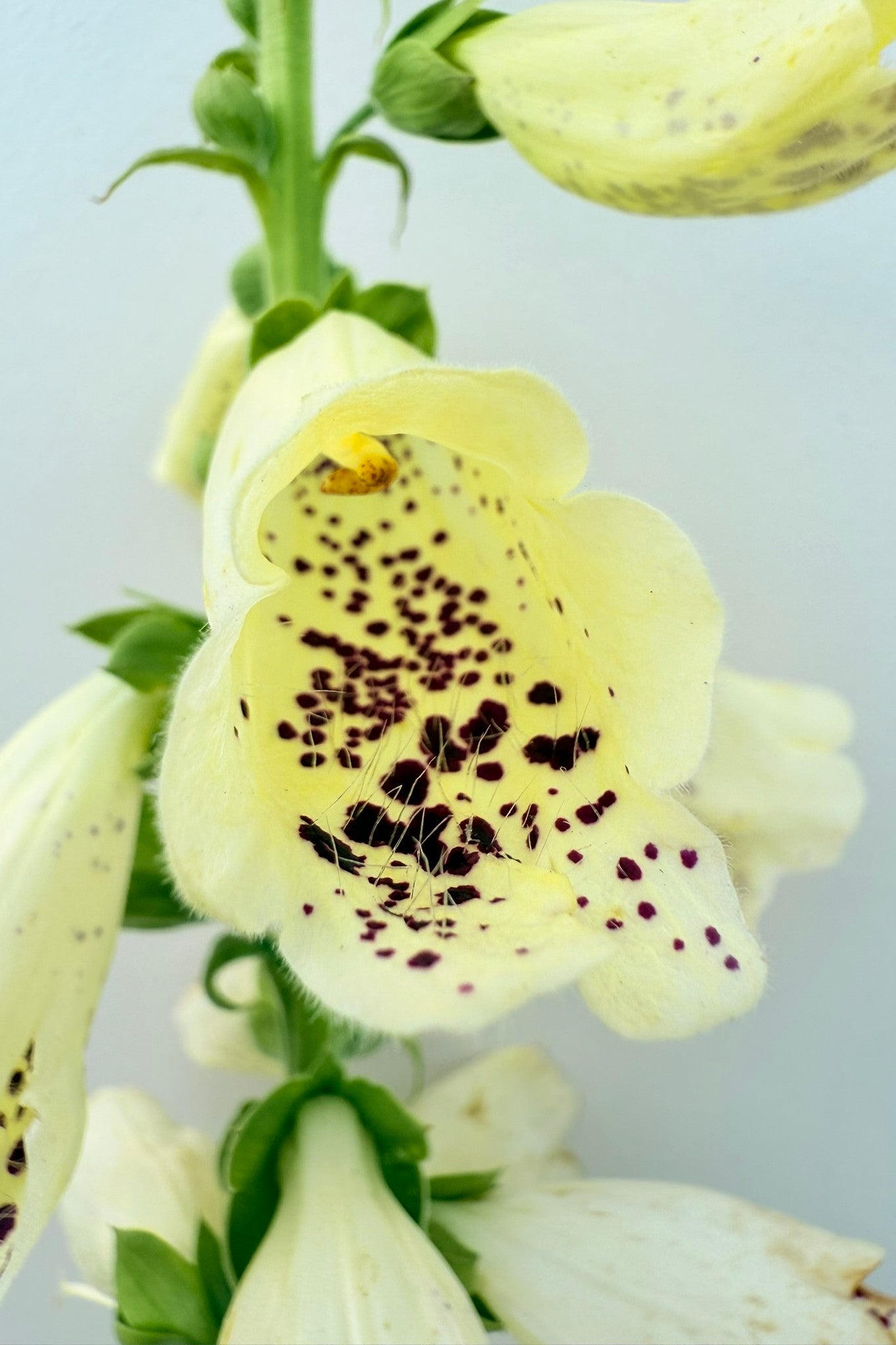 Fingerbøl 'Dalmantian Creme' - frø - 2-årige sommerblomster - til din skærehave her vist på billede 6 fra Frk. Grønt