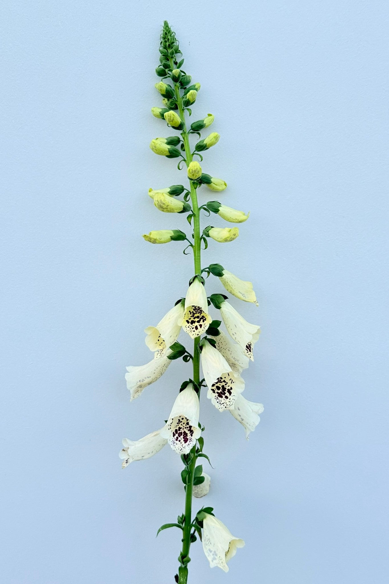 Fingerbøl 'Dalmantian Creme' - frø - 2-årige sommerblomster - til din skærehave her vist på billede 7 fra Frk. Grønt