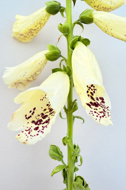 Fingerbøl 'Dalmantian Creme' - frø - 2-årige sommerblomster - til din skærehave her vist på billede 8 fra Frk. Grønt