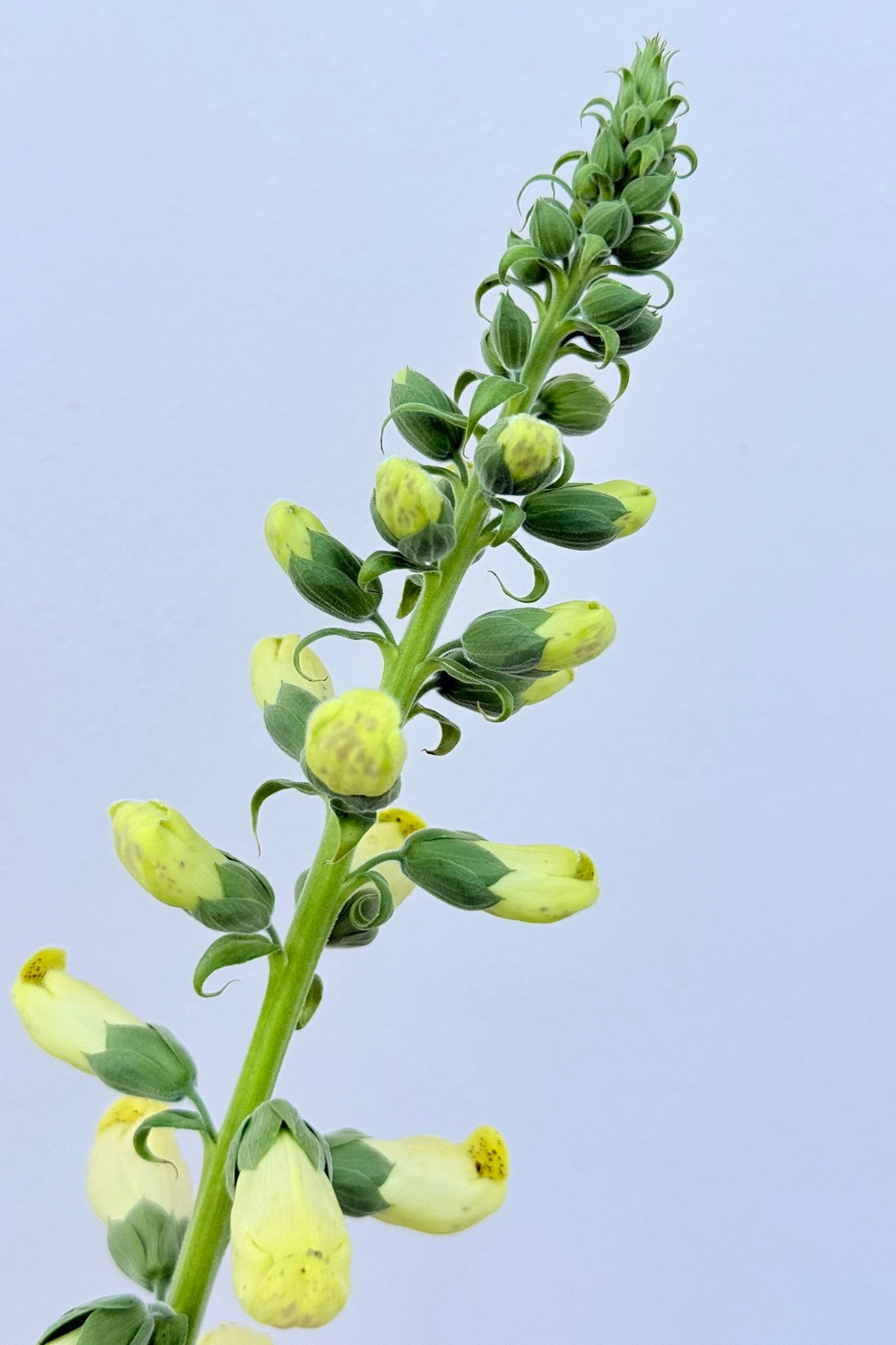 Fingerbøl 'Dalmantian Creme' - frø - 2-årige sommerblomster - til din skærehave her vist på billede 9 fra Frk. Grønt
