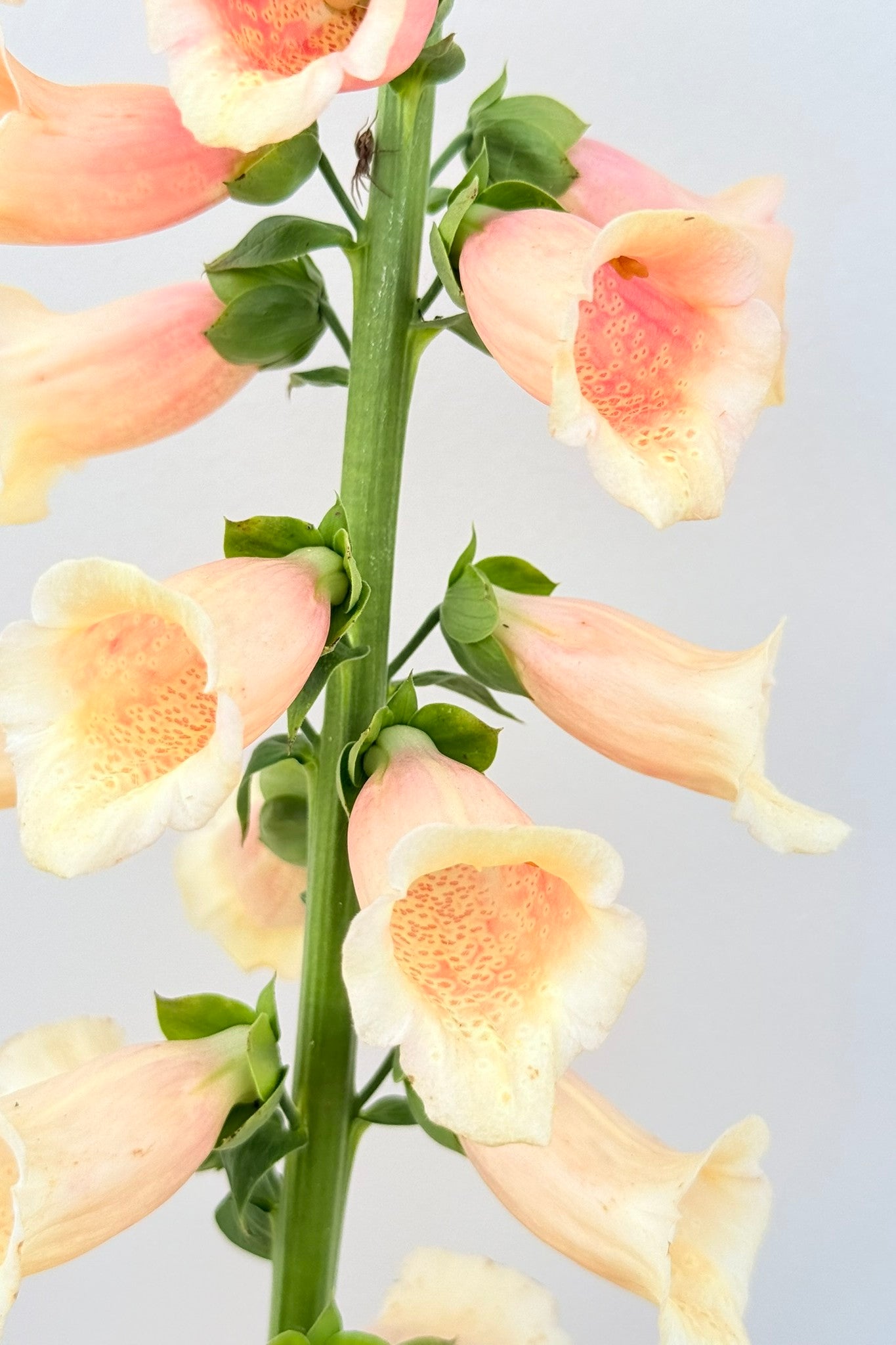 Fingerbøl 'Dalmatian Peach' - frø - 2-årige sommerblomster - til din skærehave her vist på billede 1 fra Frk. Grønt