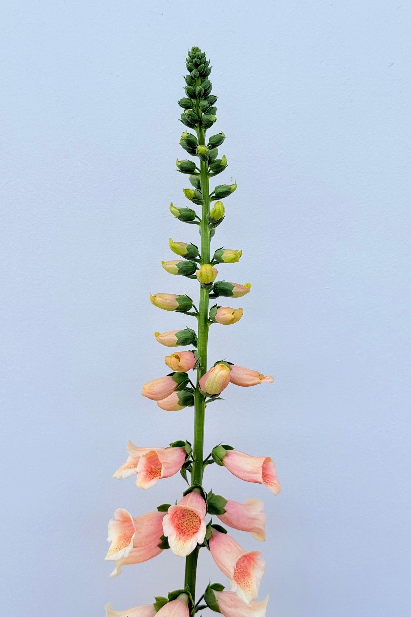 Fingerbøl 'Dalmatian Peach' - frø - 2-årige sommerblomster - til din skærehave her vist på billede 10 fra Frk. Grønt