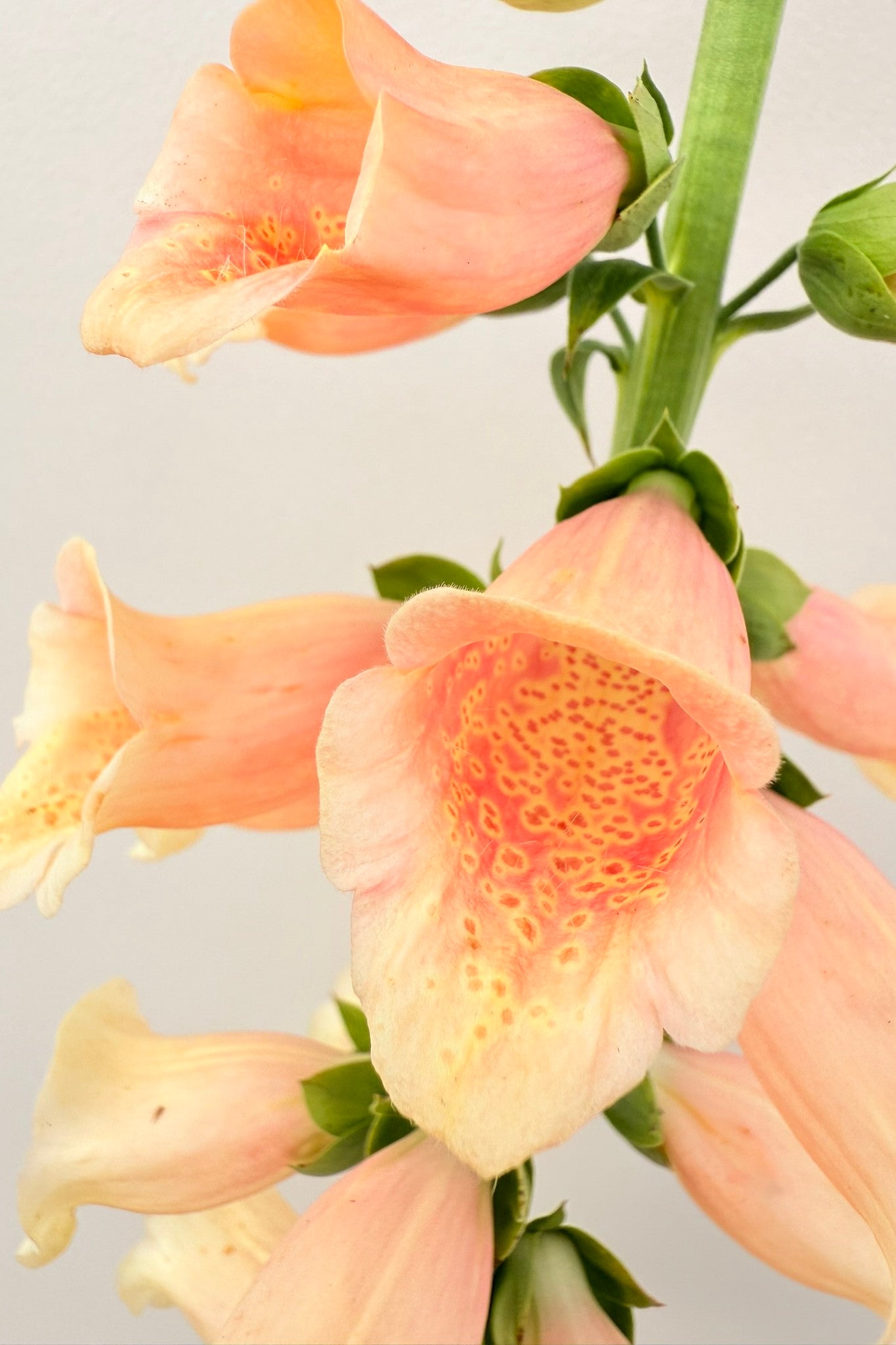 Fingerbøl 'Dalmatian Peach' - frø - 2-årige sommerblomster - til din skærehave her vist på billede 11 fra Frk. Grønt